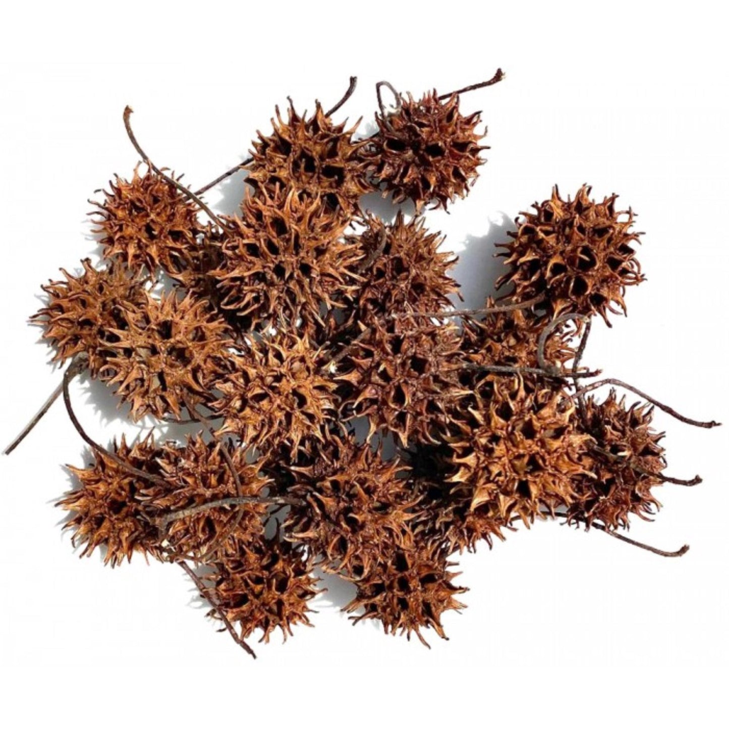 Sweet Gum Tree Seeds-(Liquidambar styraciflua)