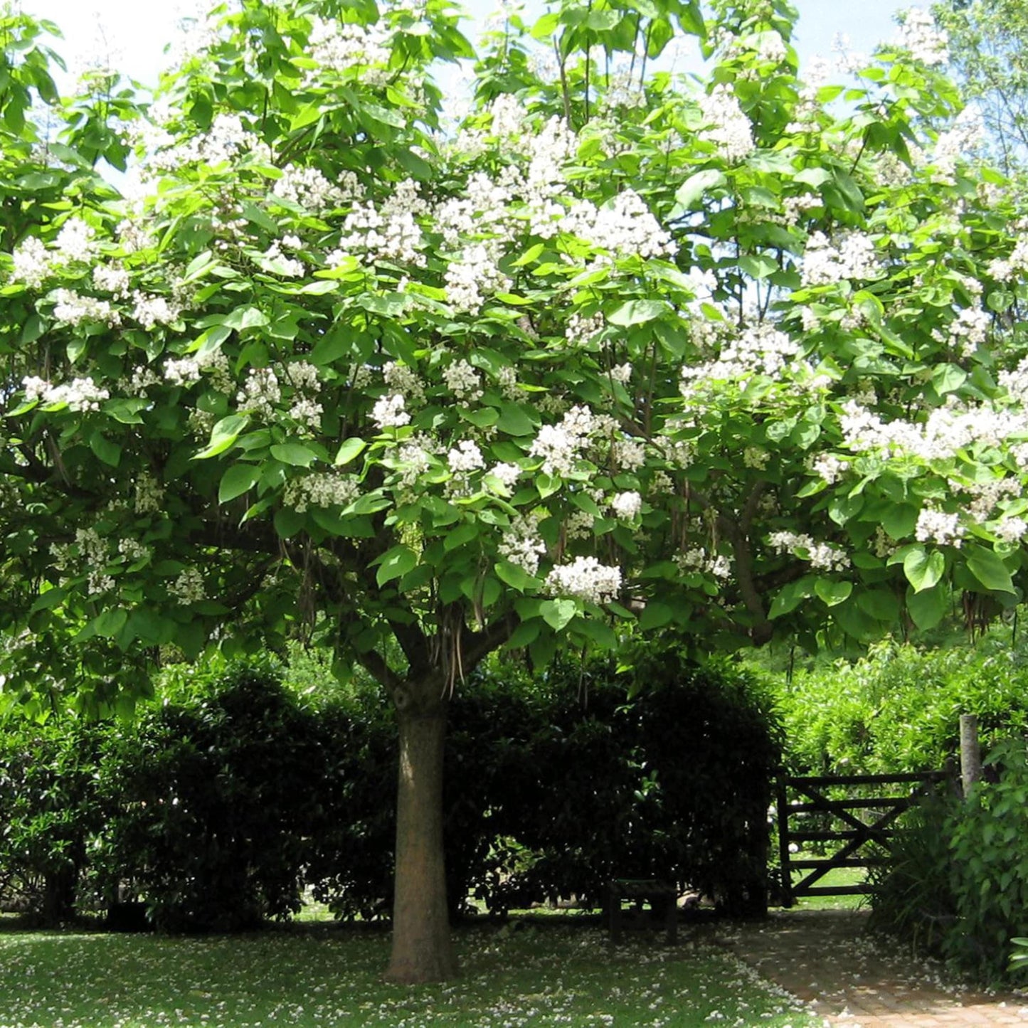 Southern Catalpa Tree Seeds-(Catalpa bignonioides)