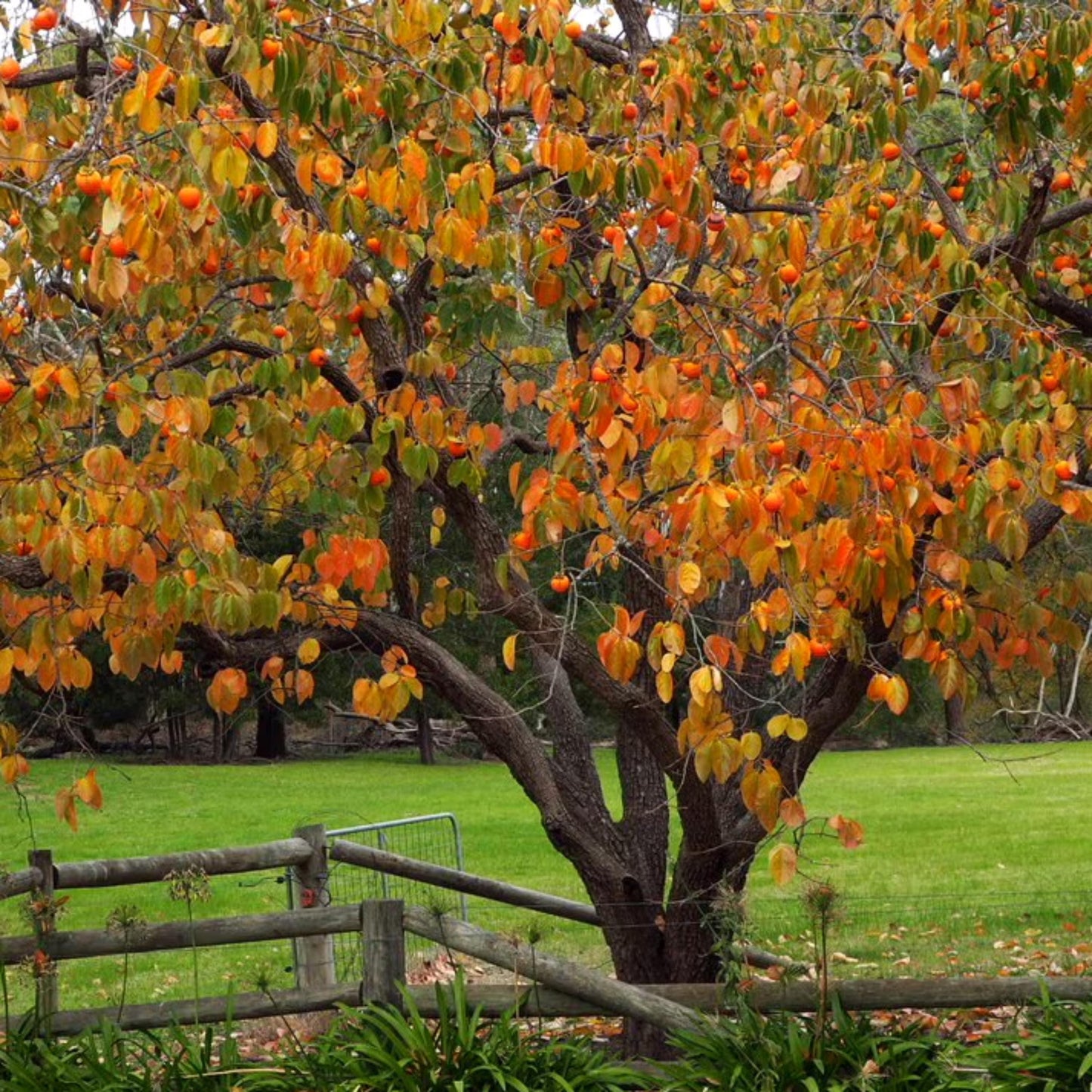 Persimmon Tree Seeds (Diospyros spp.)