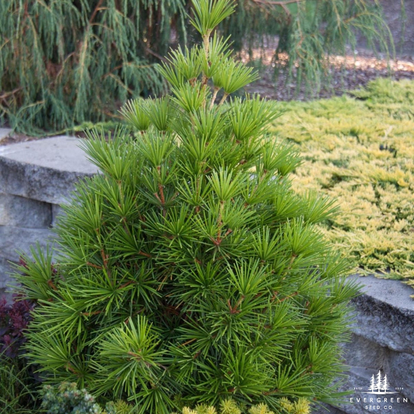 Japanese Umbrella Pine Seeds | Sciadopitys Verticillata | Rare Evergreen Conifer for Ornamental Landscaping