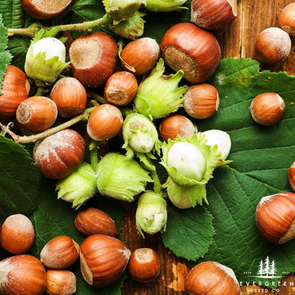 American Hazelnut Seeds-(Corylus americana)