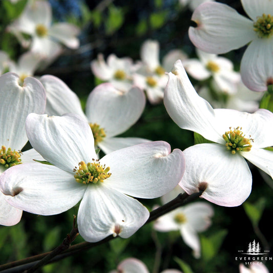 White Flowering Dogwood Tree Seeds (Cornus florida)