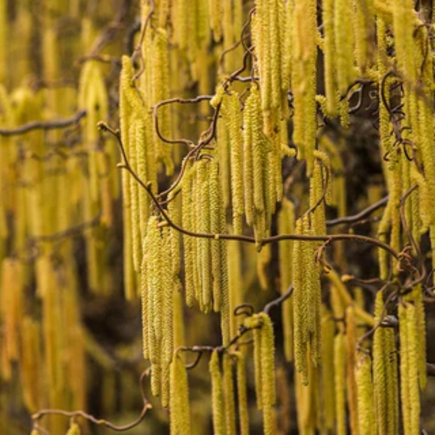 American Hazelnut Seeds-(Corylus americana)