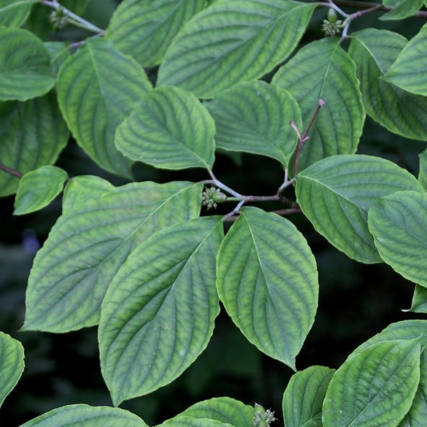 White Flowering Dogwood Tree Seeds (Cornus florida)