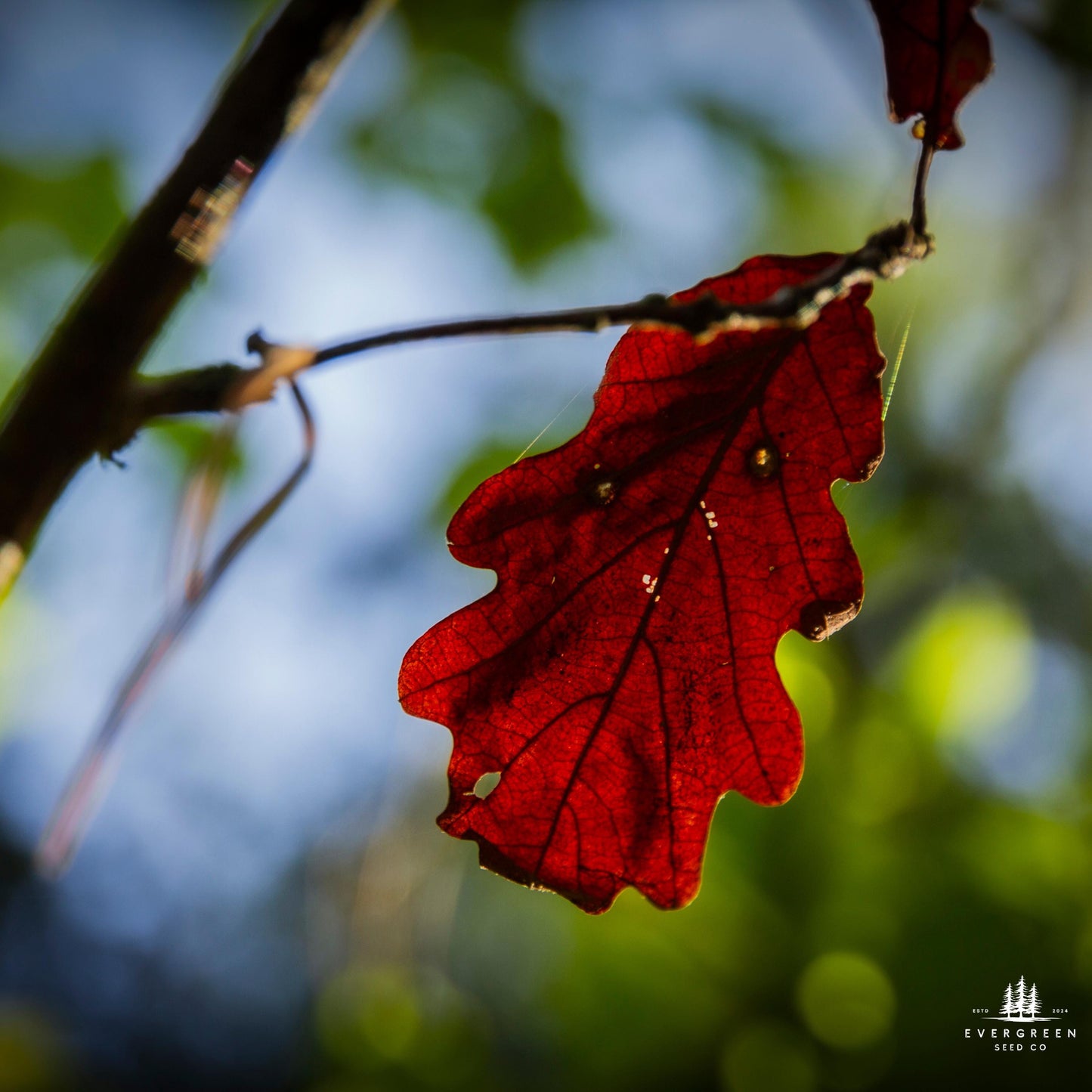 Northern Red Oak Tree Seeds (Quercus rubra)