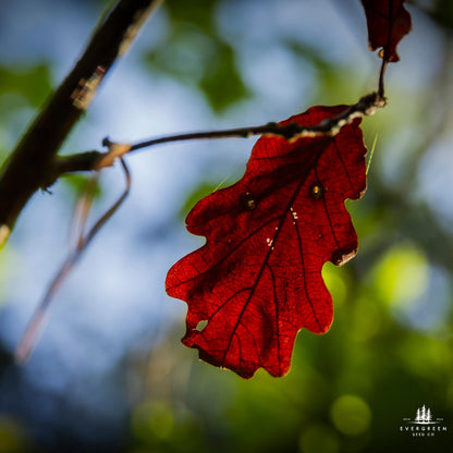 Northern Red Oak Tree Seeds (Quercus rubra)