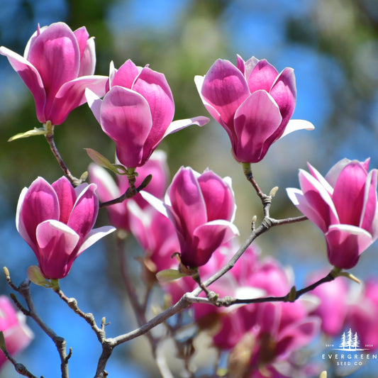 Lily Magnolia Tree Seeds (Magnolia liliiflora)