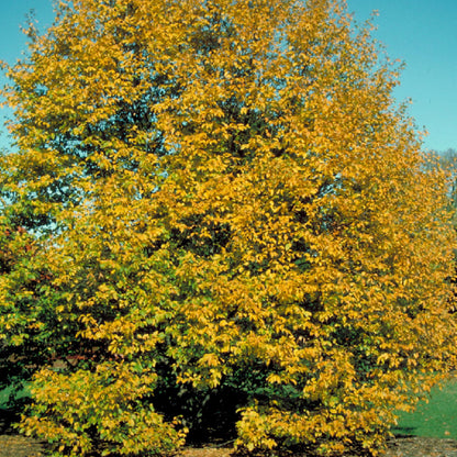 Eastern Hophornbeam Tree Seeds (Ostrya virginiana)