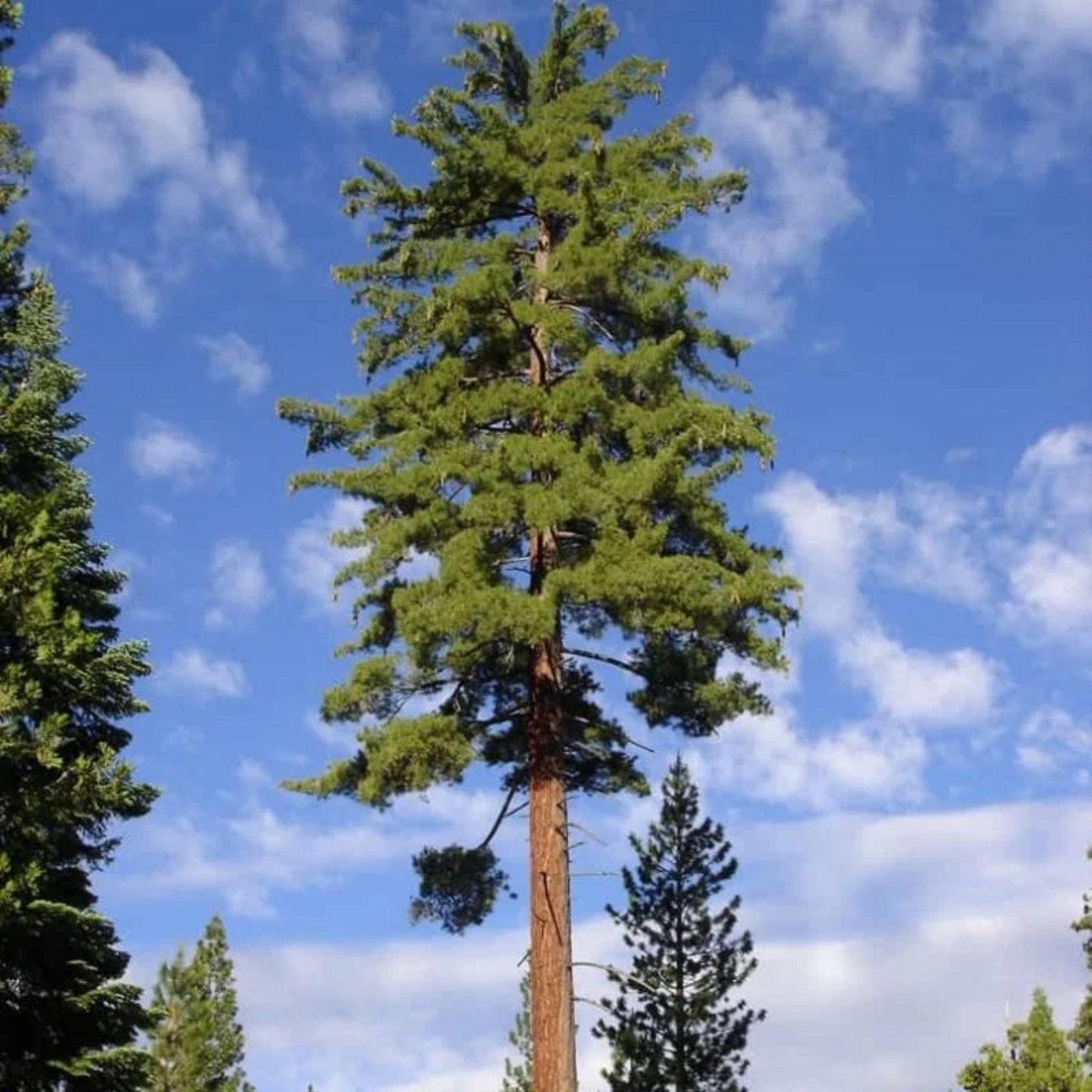 Tall pine tree against a blue sky with scattered clouds