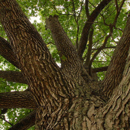 Sweet Gum Tree Seeds-(Liquidambar styraciflua)