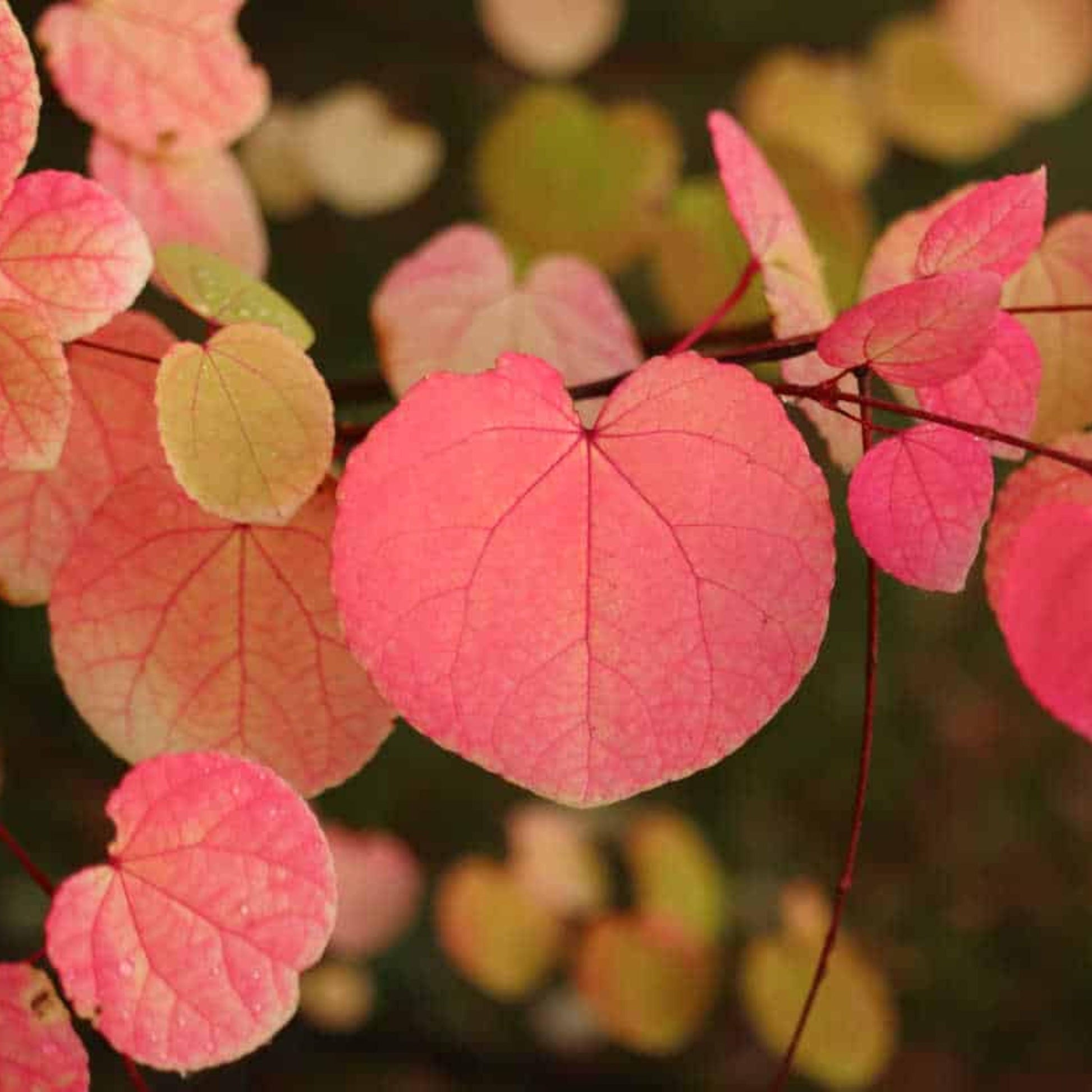 sera seed plant Katsura Tree Seeds (Cercidiphyllum japonicum)