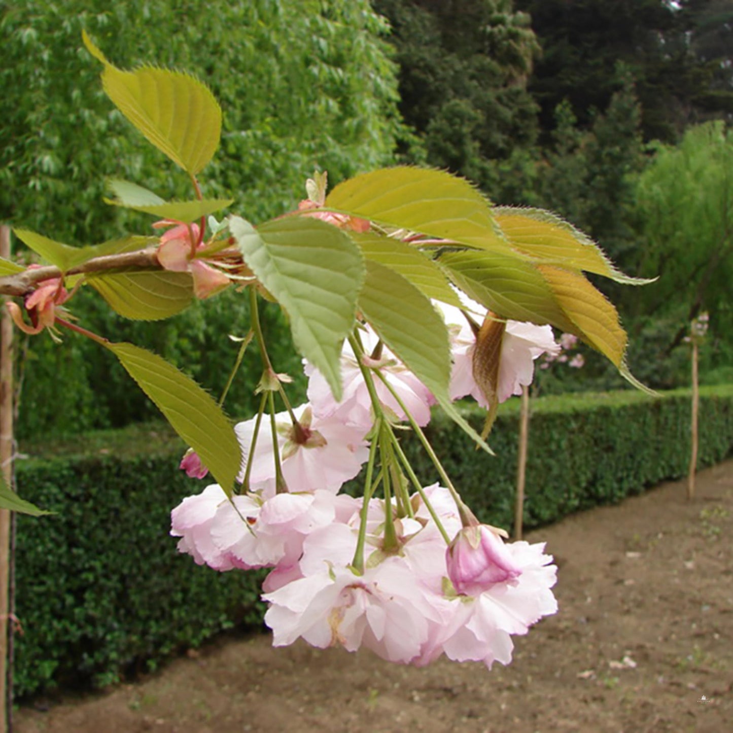 Japanese Hill Cherry Tree Seeds (Prunus serrulata)