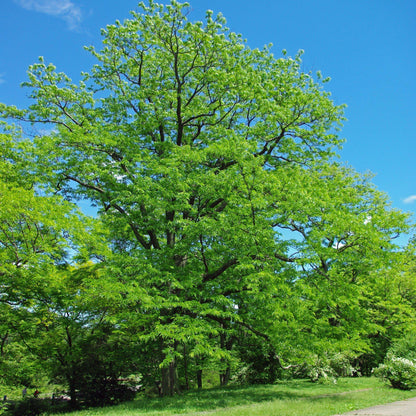 Thornless Honey Locust Tree Seeds-(Gleditsia triacanthos var. inermis)