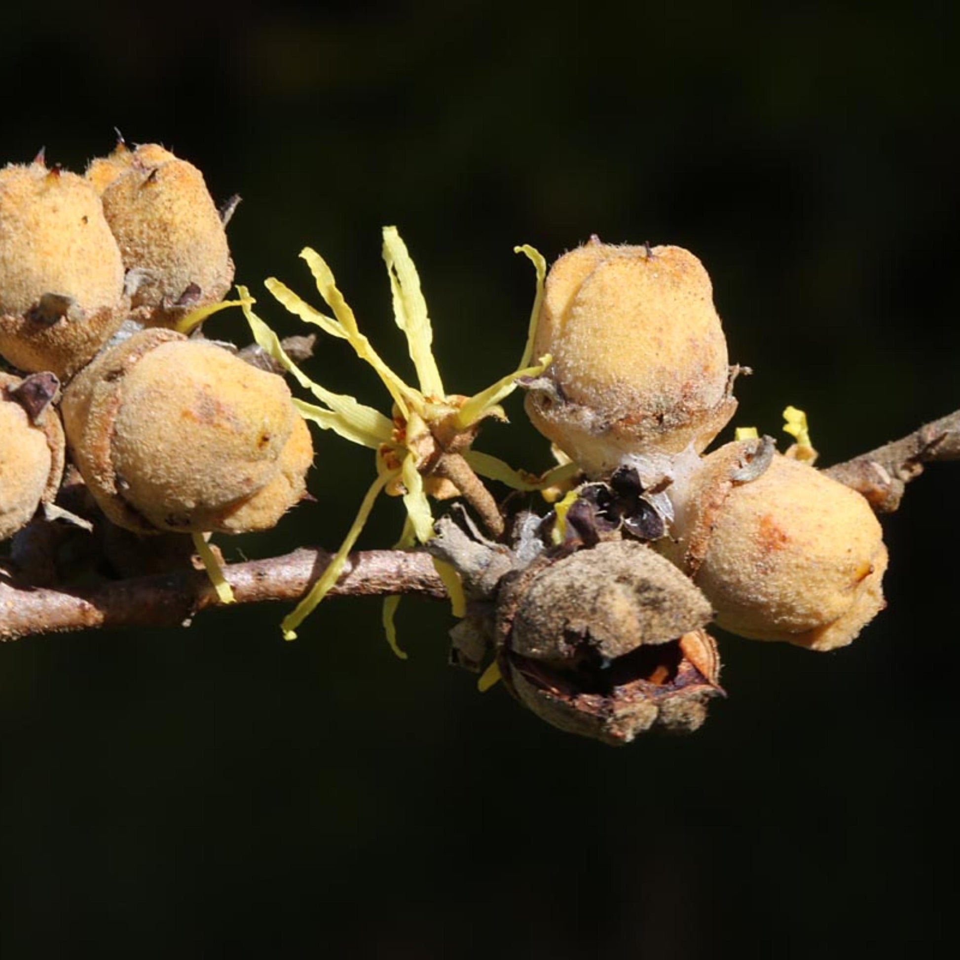 Close-up of a branch with yellowing leaves and brown fruits against a dark background.