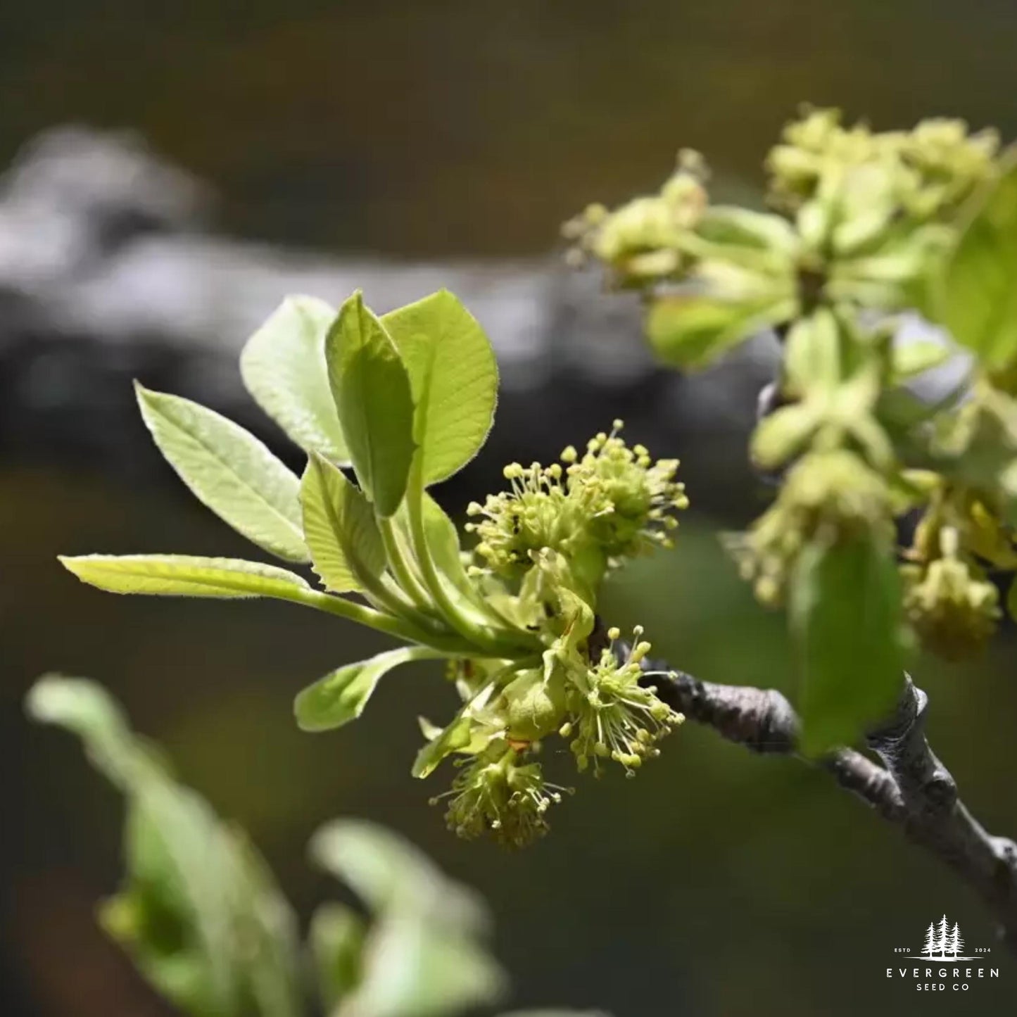 Water Tupelo Tree Seeds (Nyssa aquatica)