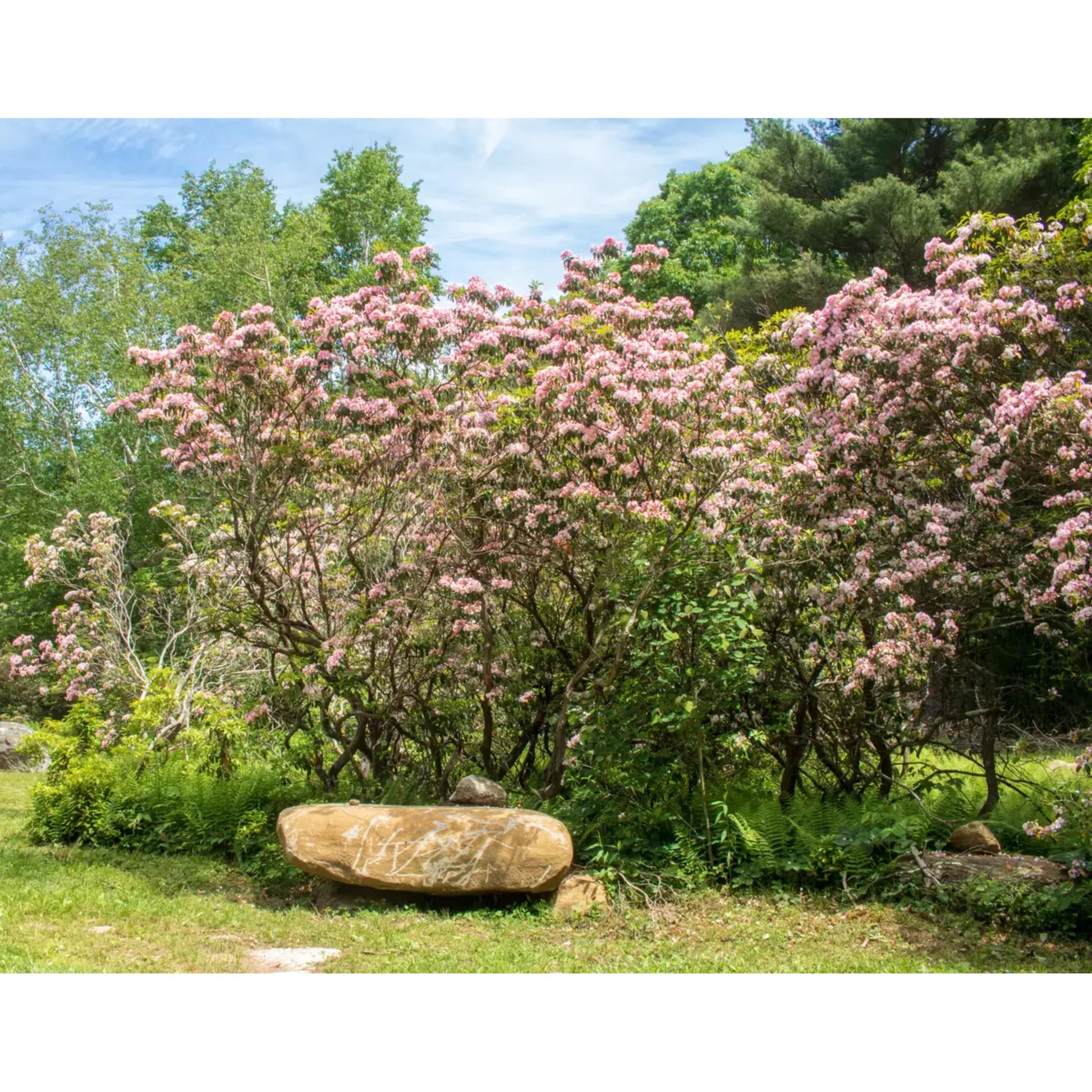 mountain laurel seeds planting Mountain Laurel Seeds