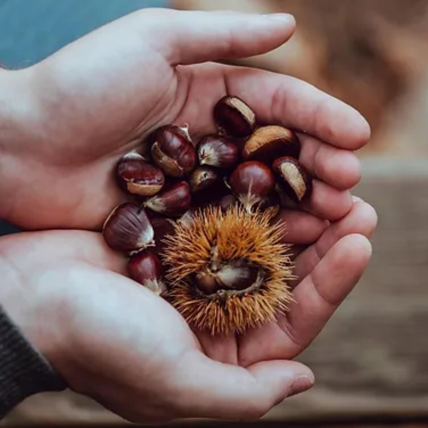 Dunstan Chestnut Tree Seeds (Castanea dentata hybrid)