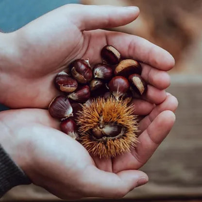 Dunstan Chestnut Tree Seeds (Castanea dentata hybrid)