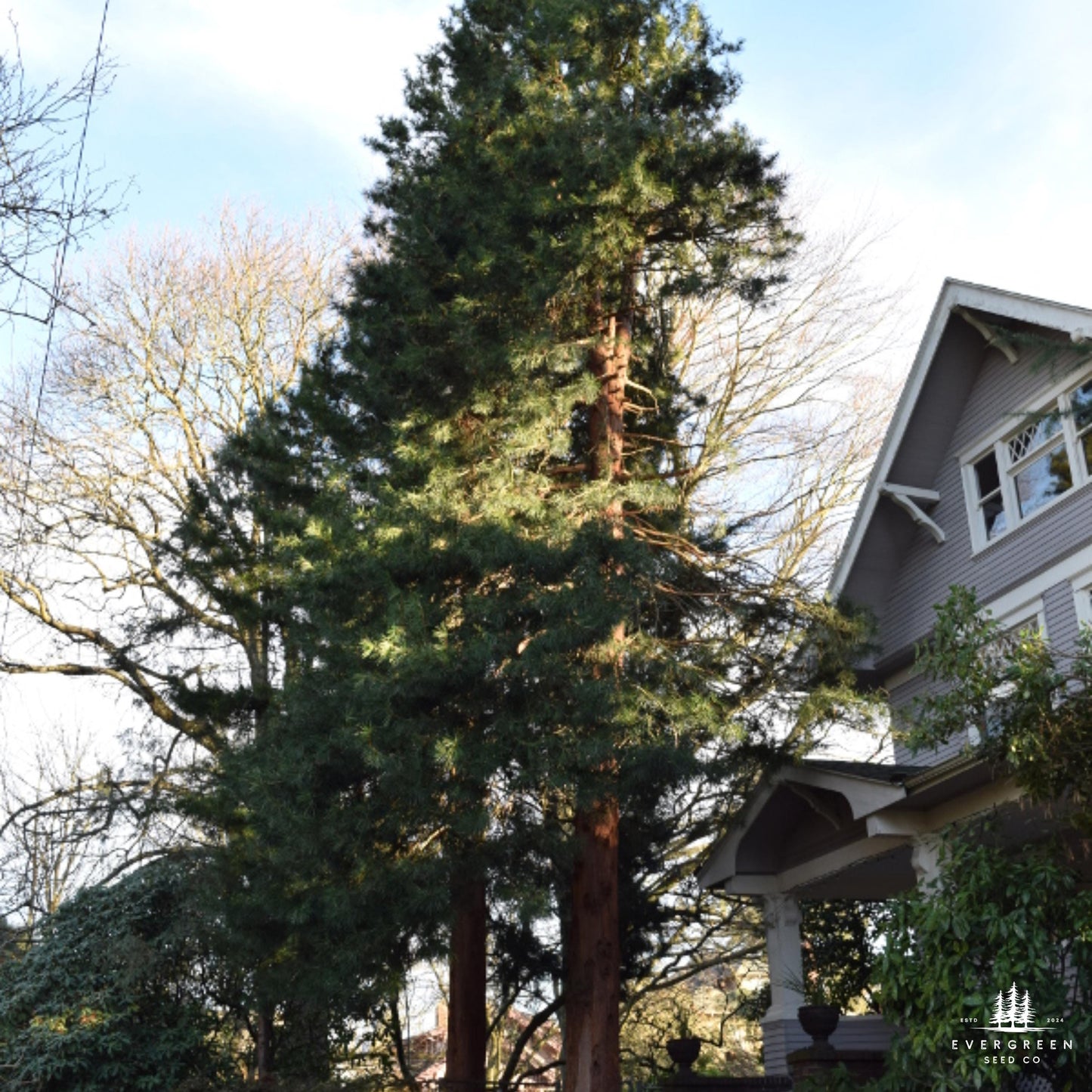 Japanese Umbrella Pine Seeds | Sciadopitys Verticillata | Rare Evergreen Conifer for Ornamental Landscaping