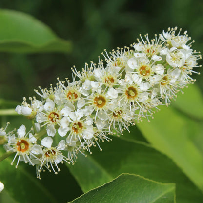 Black Cherry Tree Seeds – (Prunus serotina)