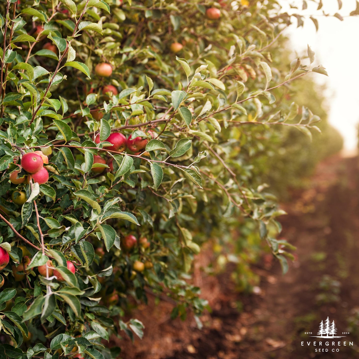 Paradise Apple Tree Seeds (Malus pumila)
