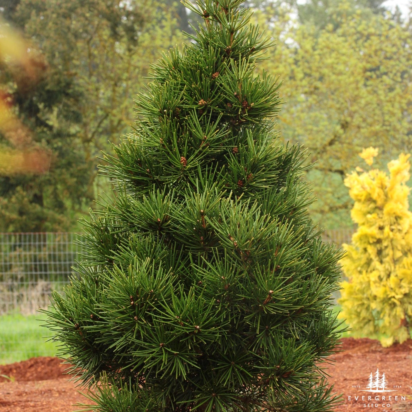 Japanese Umbrella Pine Seeds | Sciadopitys Verticillata | Rare Evergreen Conifer for Ornamental Landscaping
