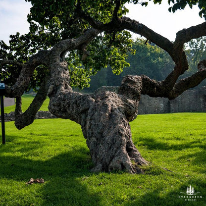 Large Mulberry tree with twisted trunk on grassy field