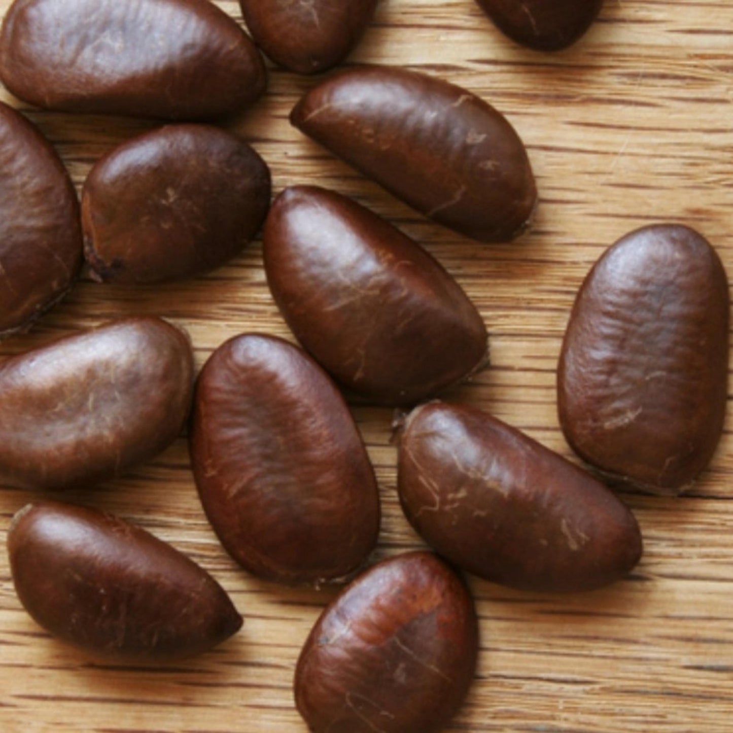 Paw Paw Tree Seeds-(Asimina triloba)