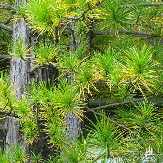 Japanese Umbrella Pine Seeds | Sciadopitys Verticillata | Rare Evergreen Conifer for Ornamental Landscaping