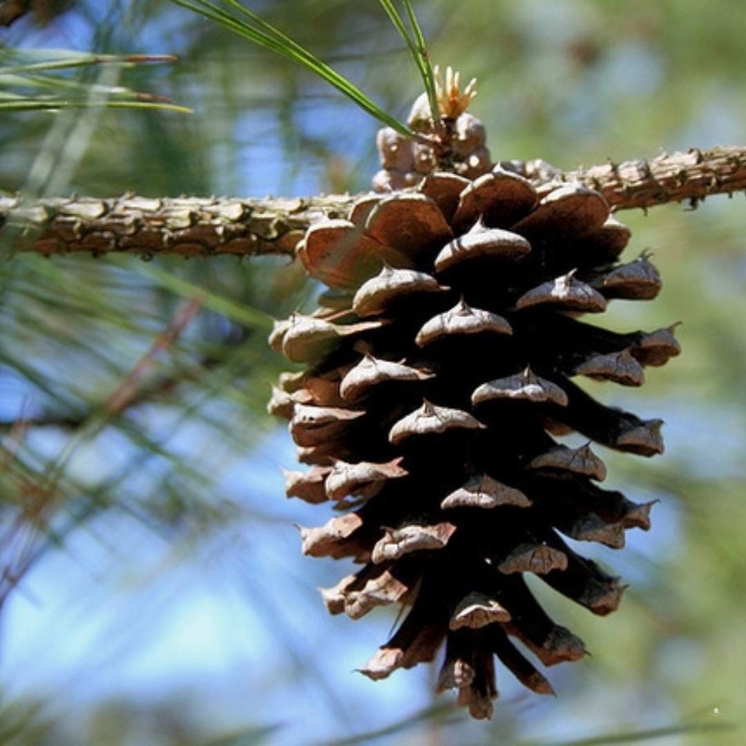 Improved Loblolly Pine Tree Seeds - (Pinus taeda)