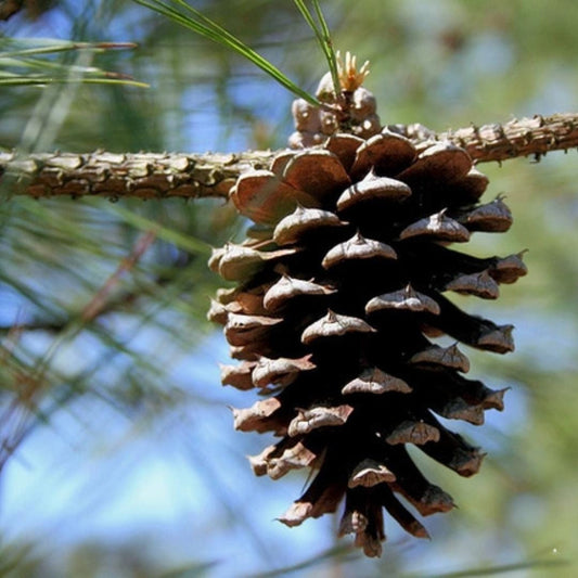Improved Loblolly Pine Tree Seeds - (Pinus taeda)