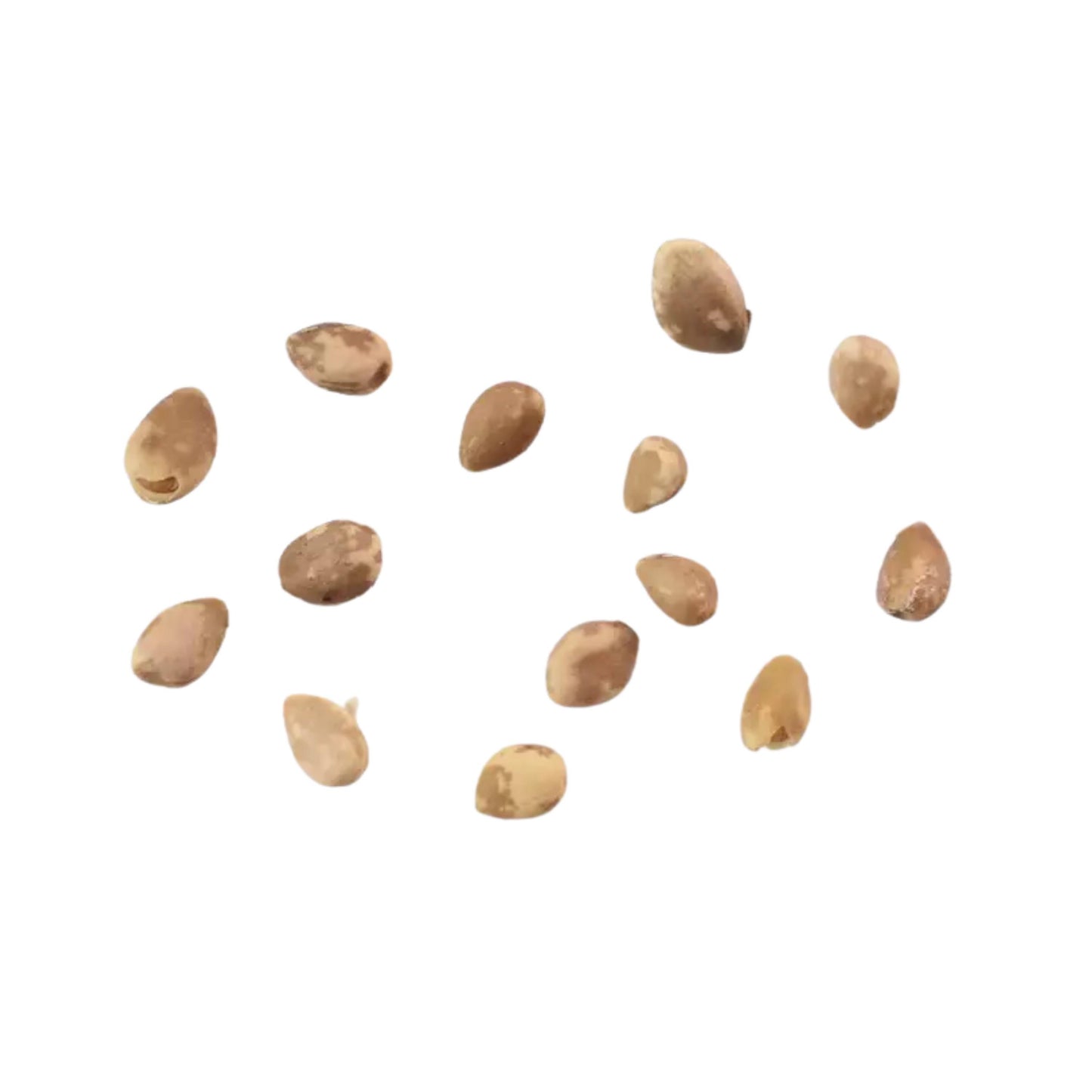 Black Mulberry seeds scattered on a white background