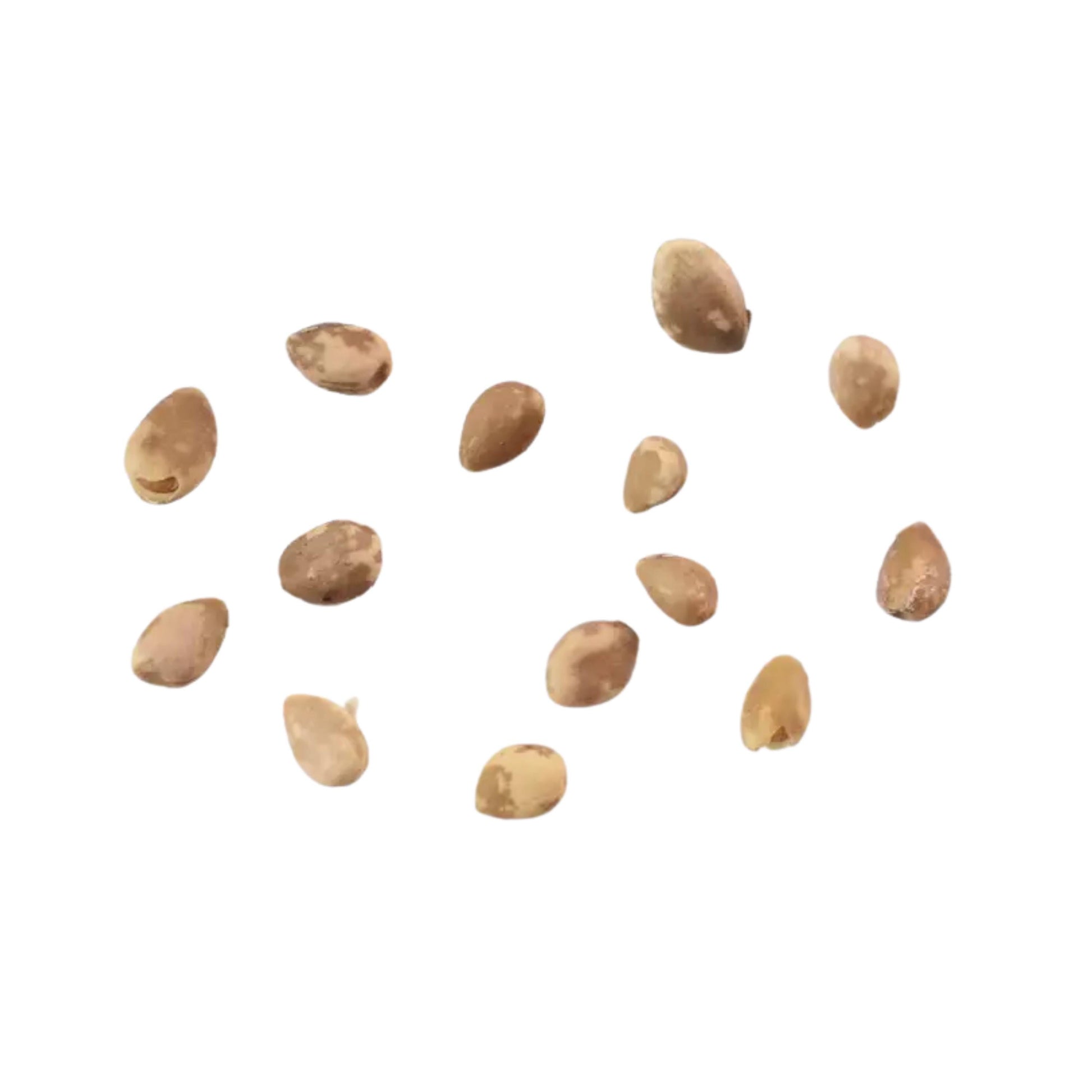 Black Mulberry seeds scattered on a white background
