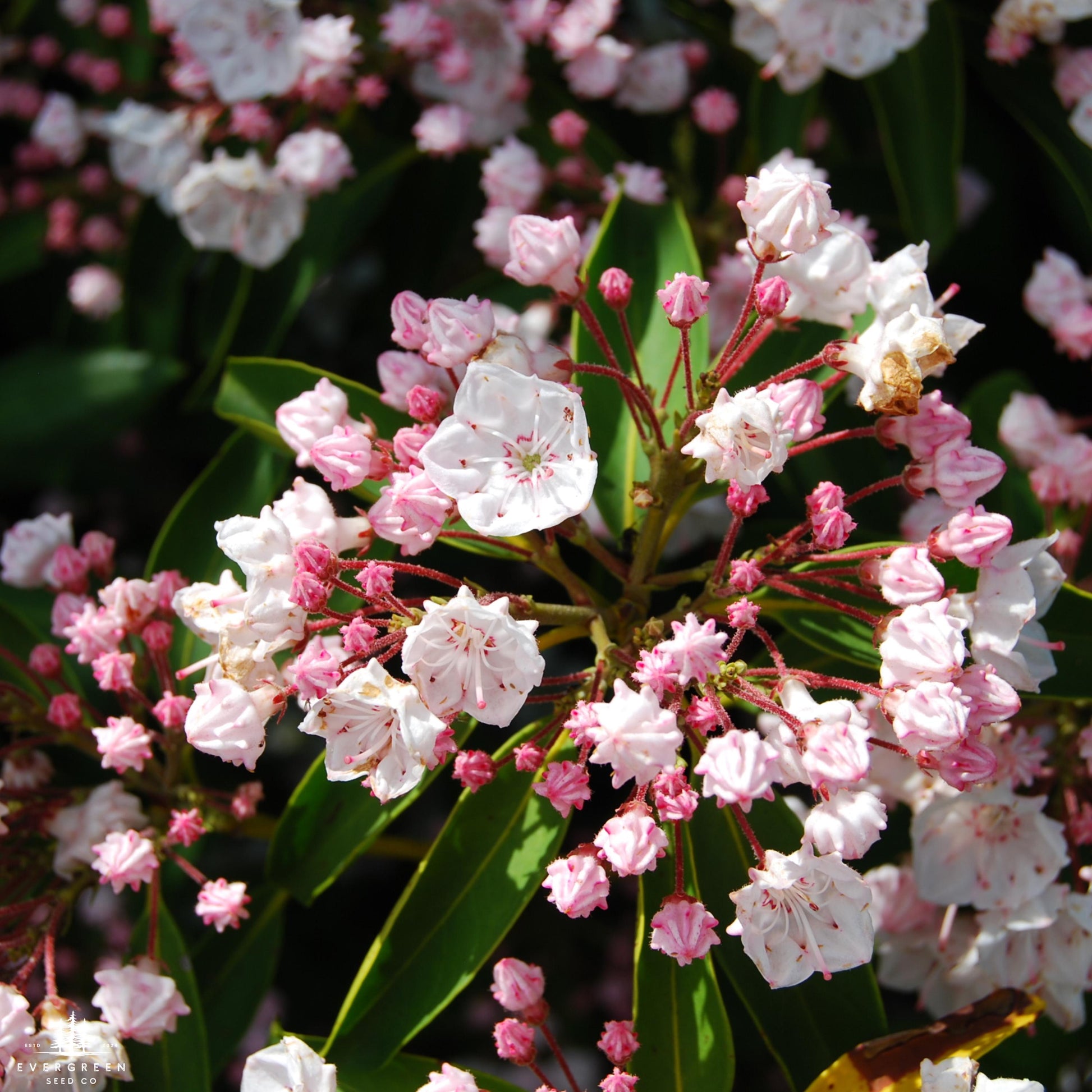 mountain laurel seeds planting Mountain Laurel Seeds