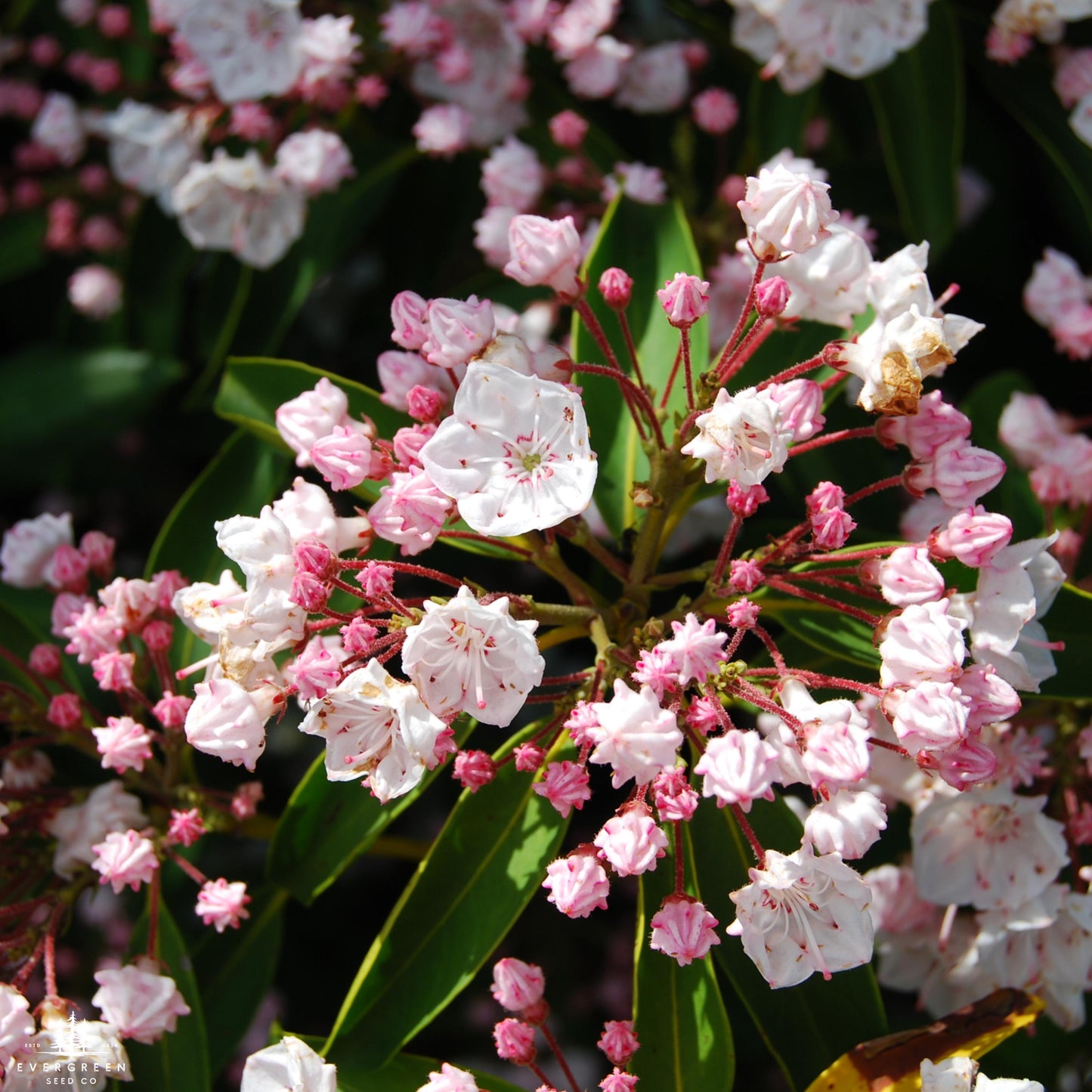 Mountain Laurel Seeds-(Kalmia Latifolia)