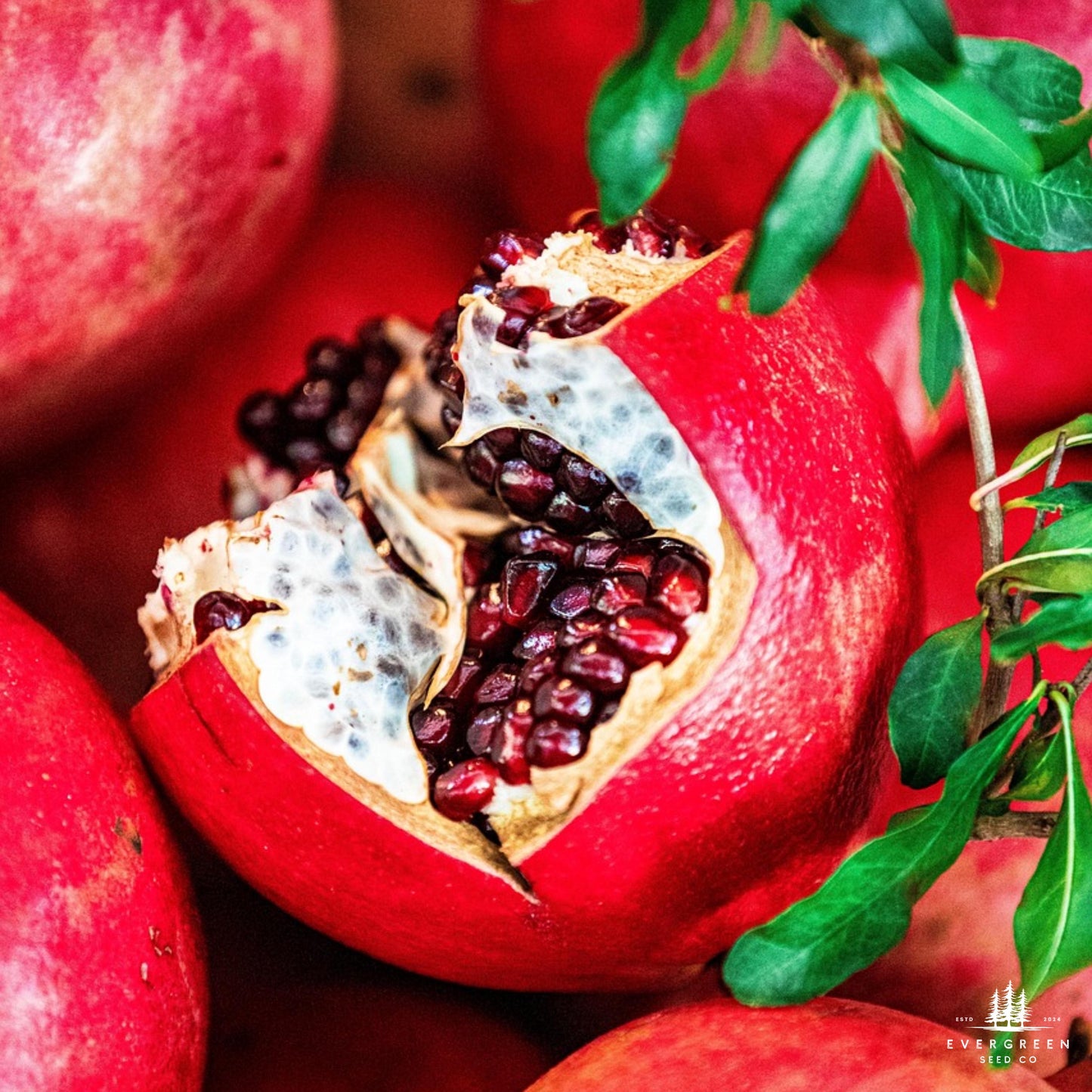 Pomegranate with half sectioned to show seeds surrounded by green leaves.