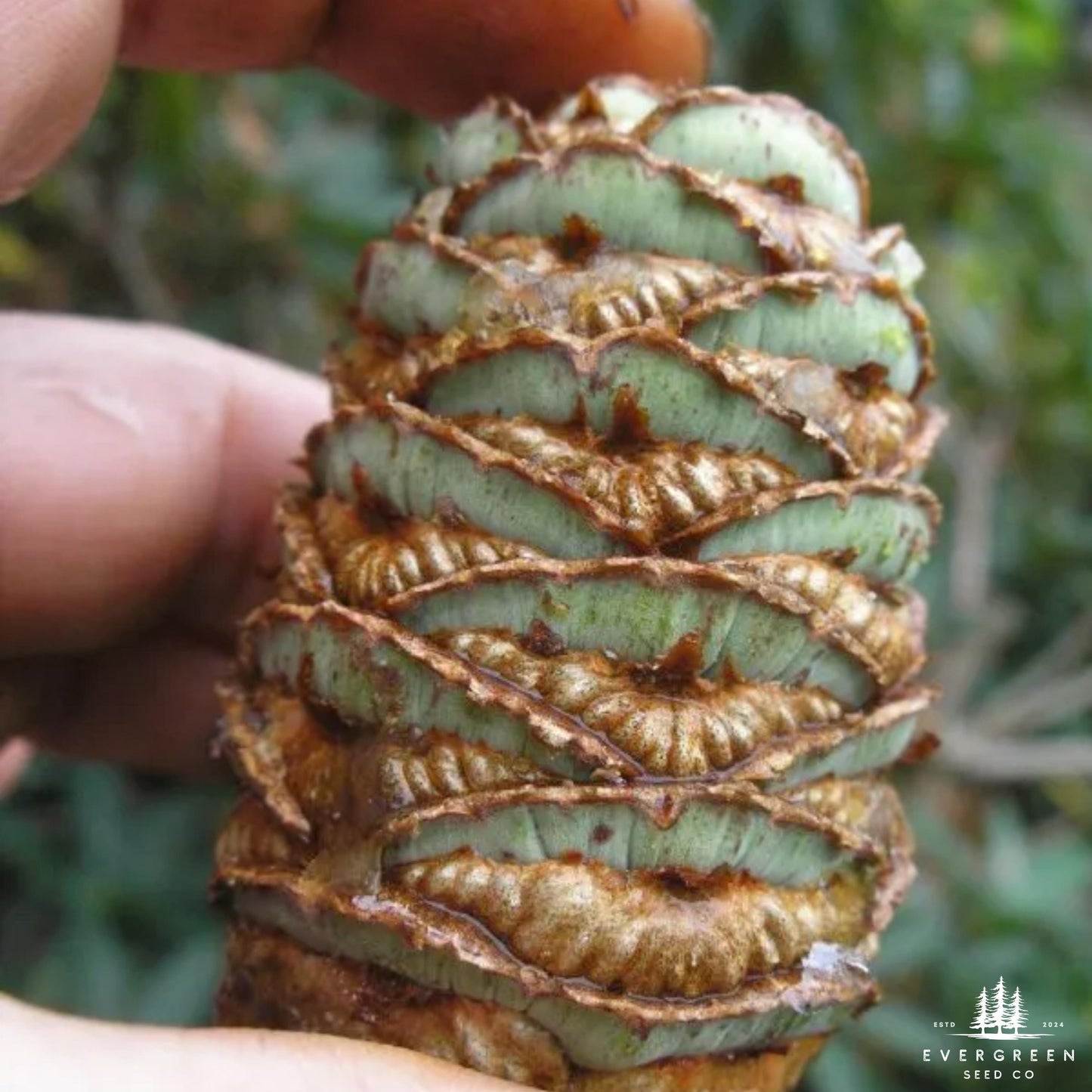 Japanese Umbrella Pine Seeds | Sciadopitys Verticillata | Rare Evergreen Conifer for Ornamental Landscaping