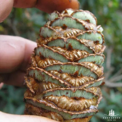 Japanese Umbrella Pine Seeds | Sciadopitys Verticillata | Rare Evergreen Conifer for Ornamental Landscaping