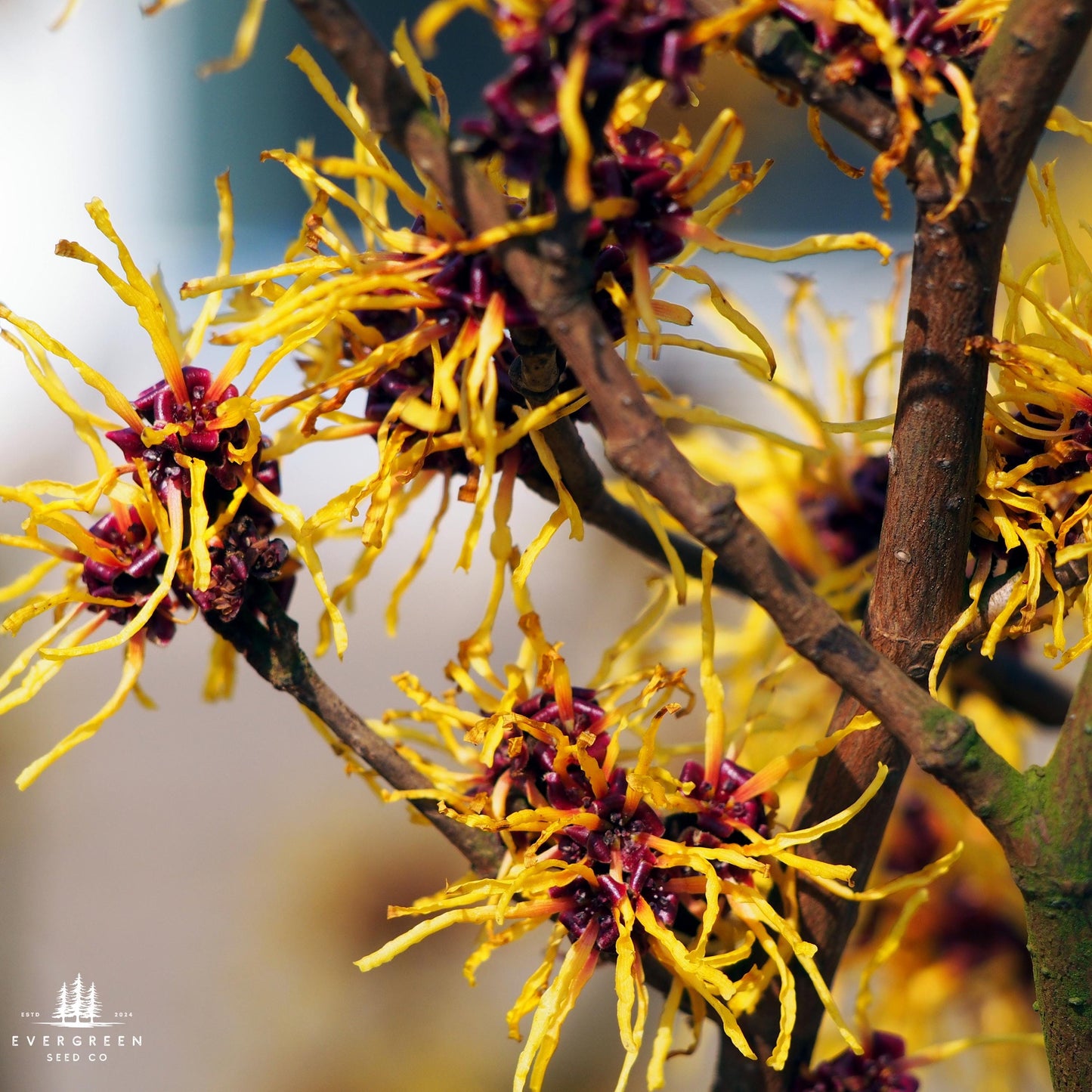 Close-up of witch hazel flowers with yellow filaments and purple centers.