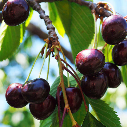 Black Cherry Tree Seeds – (Prunus serotina)