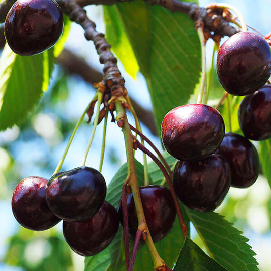 Black Cherry Tree Seeds – (Prunus serotina)