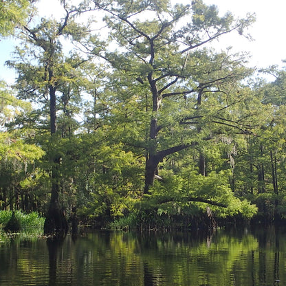 Bald Cypress Tree Seeds -(Taxodium distichum)