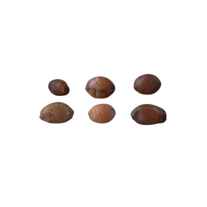 Judas Tree Seeds (Cercis siliquastrum)