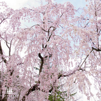 Weeping Higan Cherry Tree Seeds (Prunus subhirtella var. pendula)