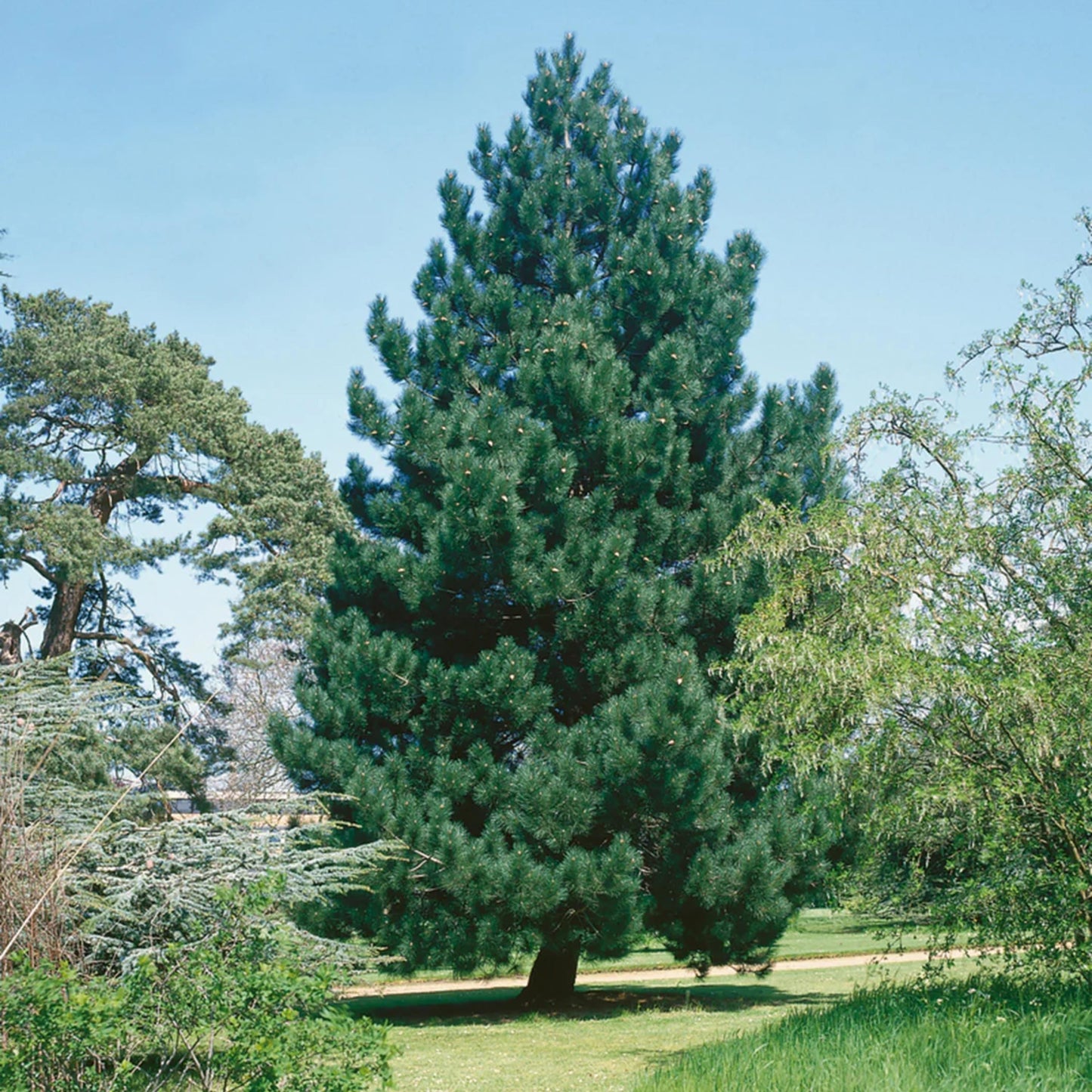 Austrian Pine Tree Seeds – (Pinus nigra)