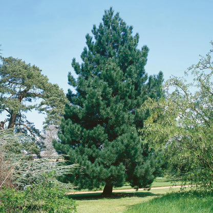 Austrian Pine Tree Seeds – (Pinus nigra)