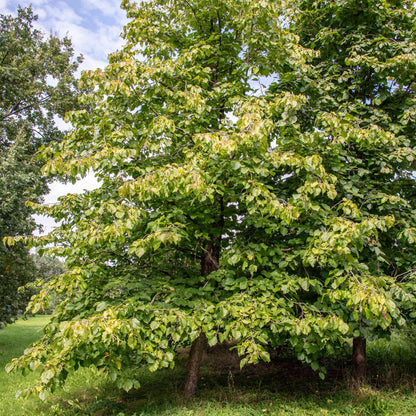 American Hazelnut Seeds-(Corylus americana)