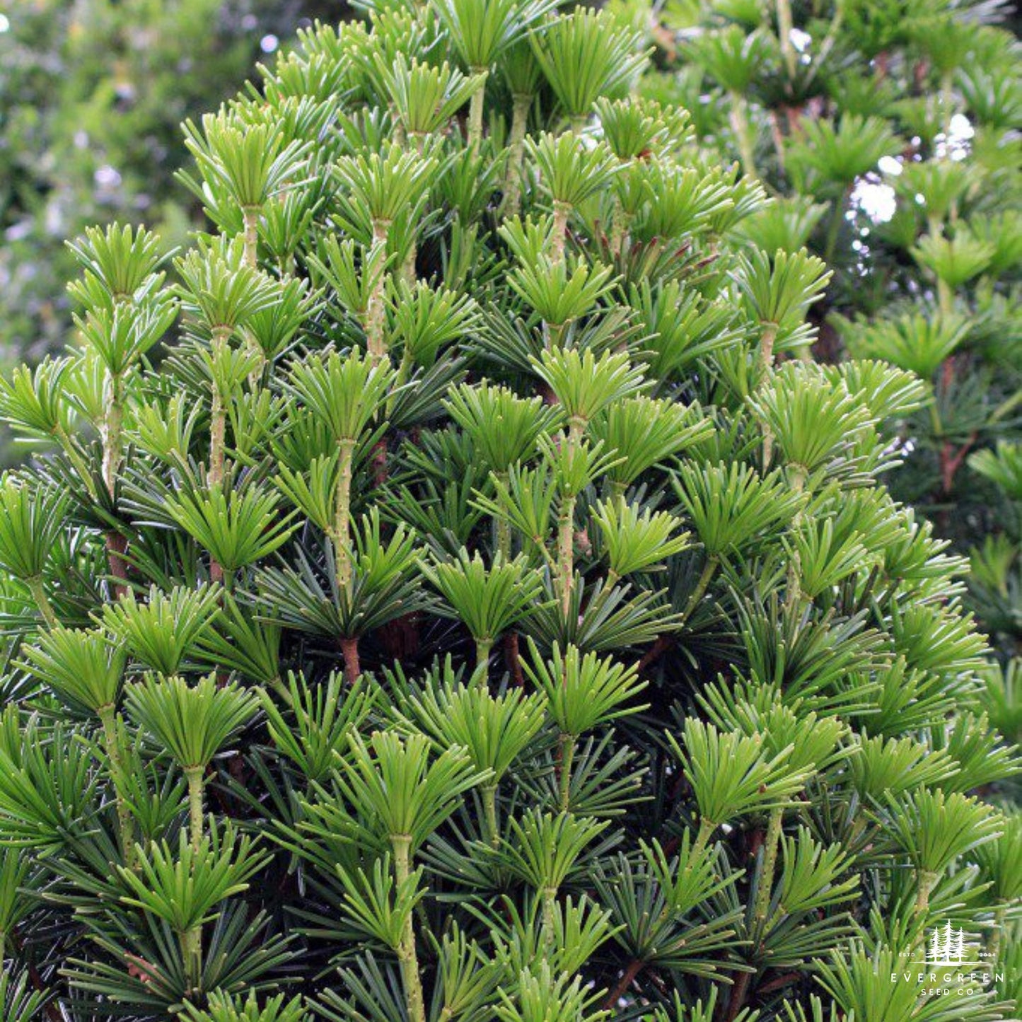 Japanese Umbrella Pine Seeds | Sciadopitys Verticillata | Rare Evergreen Conifer for Ornamental Landscaping
