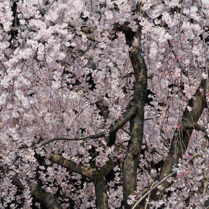 Weeping Higan Cherry Tree Seeds (Prunus subhirtella var. pendula)