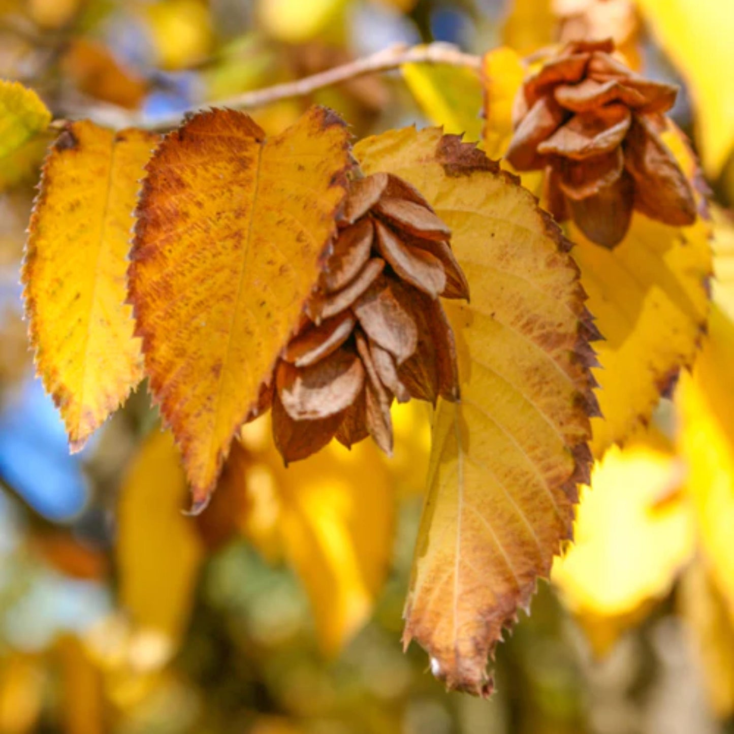 Eastern Hophornbeam Tree Seeds (Ostrya virginiana)